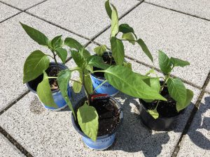 Paprika auspflanzen, einpflanzen - Eingewöhnung