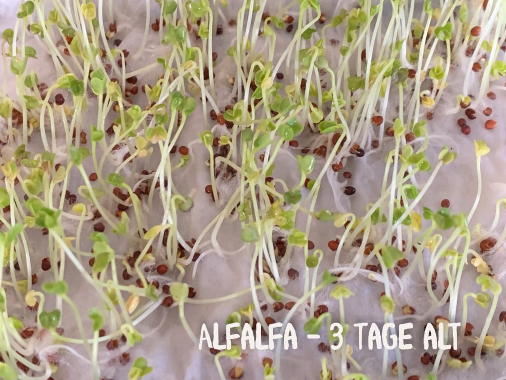 Alfalfa Sprossen