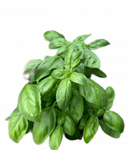 Basilikum